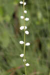 Southern colicroot